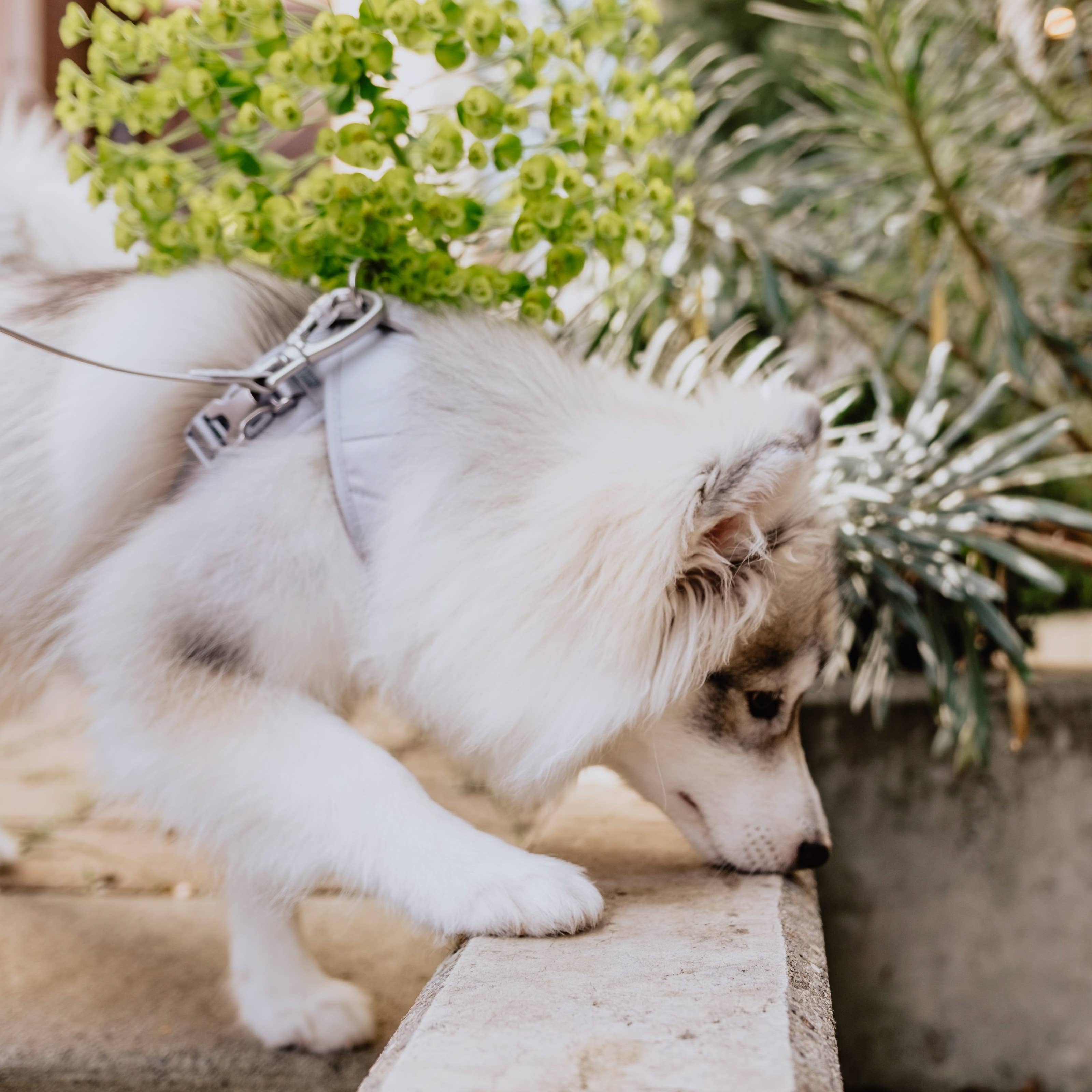 Pups & Bubs - Wholesale Pet Harness - Dog - Roam Luxe Harness (Space) | Dog Walking Gear | Dog Harness3