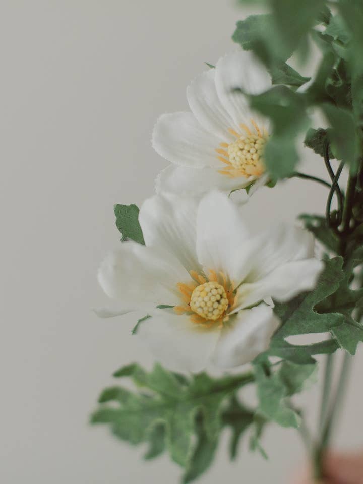 Cosmos Flowers for wholesale by Eucalypt Co.