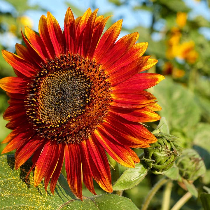 Decker Rd. Seeds - Wholesale Plant Seeds - Sunflower 'Evening Sun' Seeds