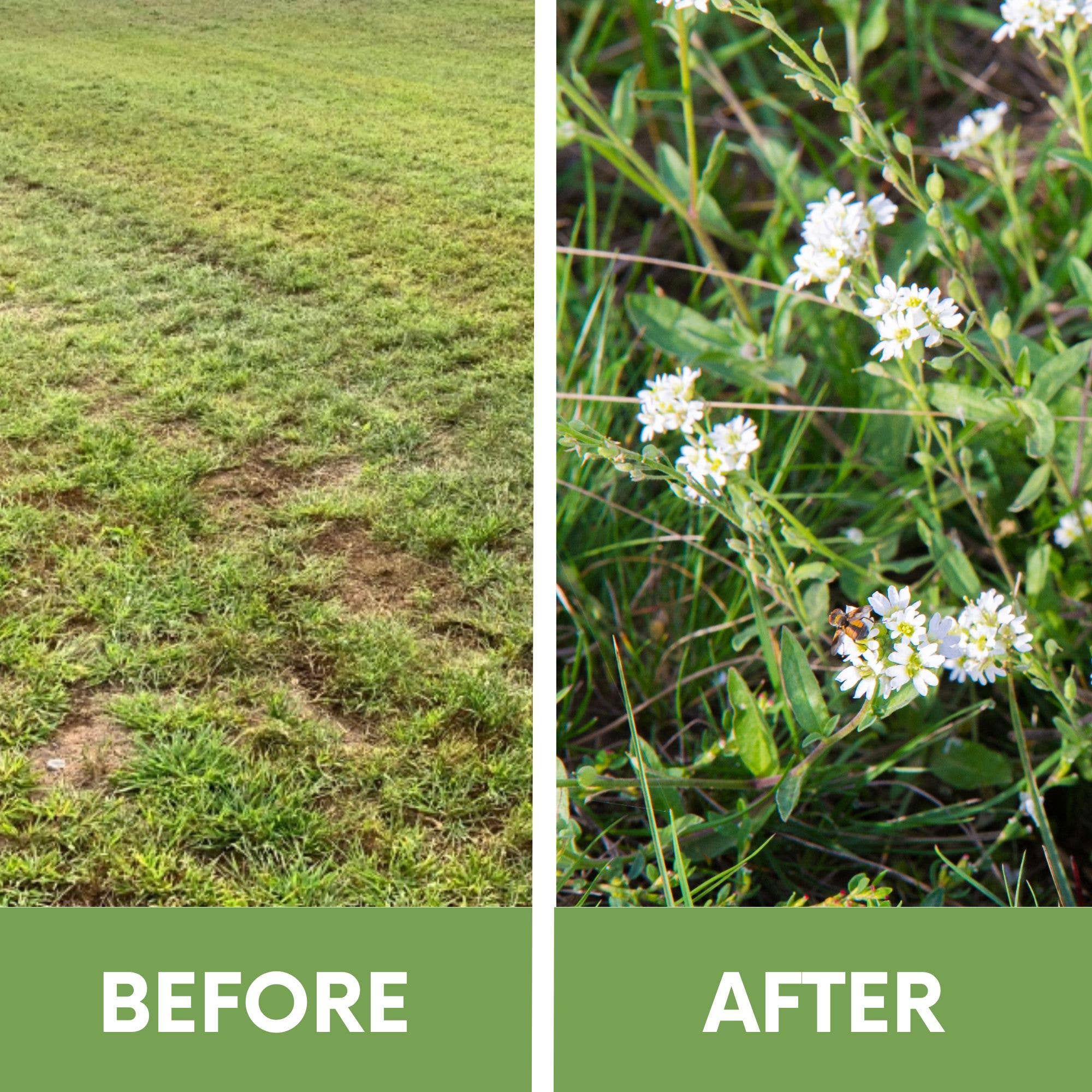 Flawn Seed Kits - Wholesale Plant Seeds - Sweet Alyssum Carpet of Snow Seed Pouches3