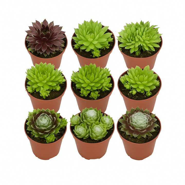 Oasis of Life - Wholesale Succulent - Houseleek (Sempervivum) β Set of 12 mixed β hardy succulents for garden, rock garden & green roofing β easy to care for, drought-resistant & ideal for sunny locations
