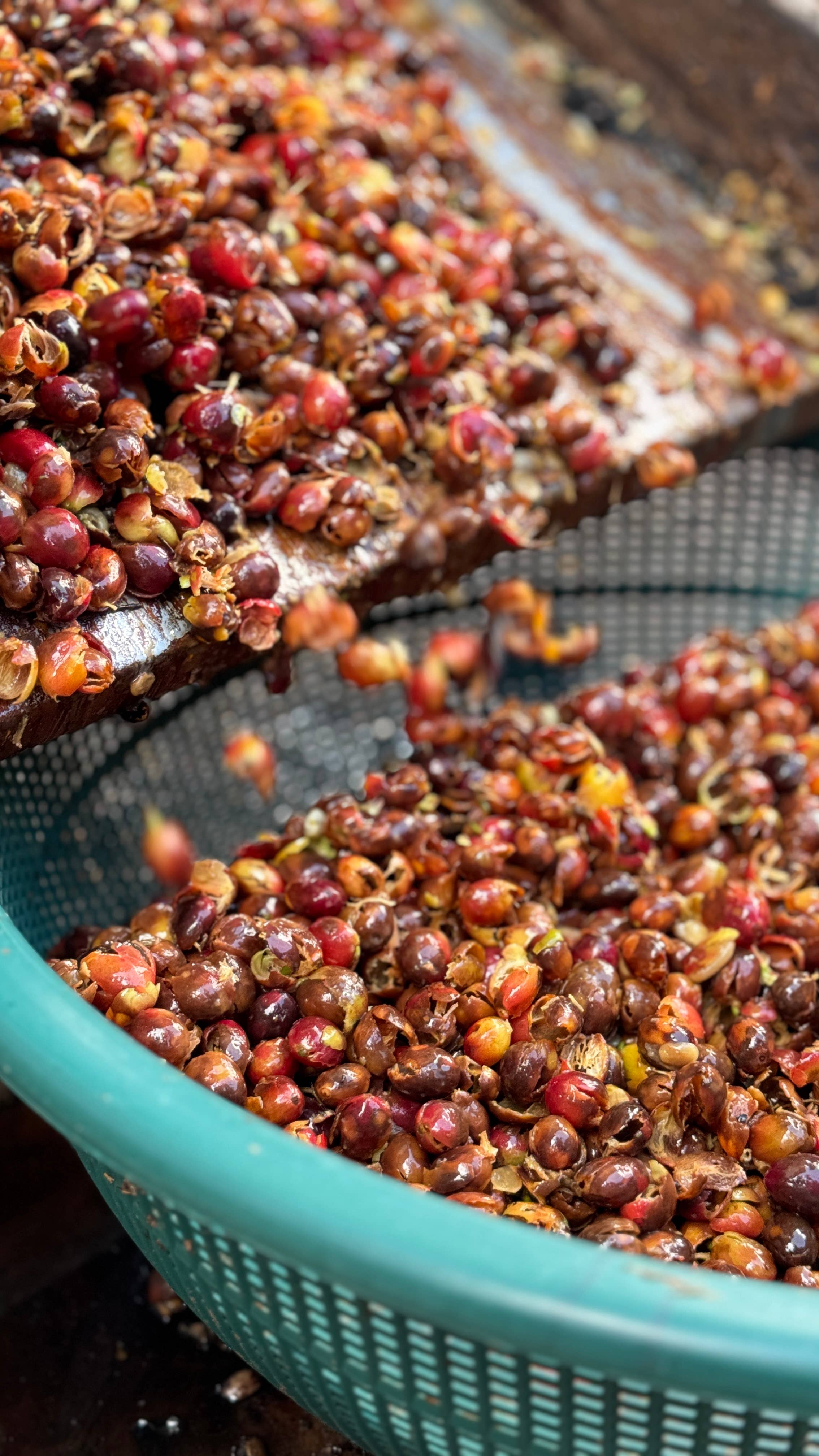 De la Sierra Café - Wholesale Coffee Beans - Caturra Washed - Peru2