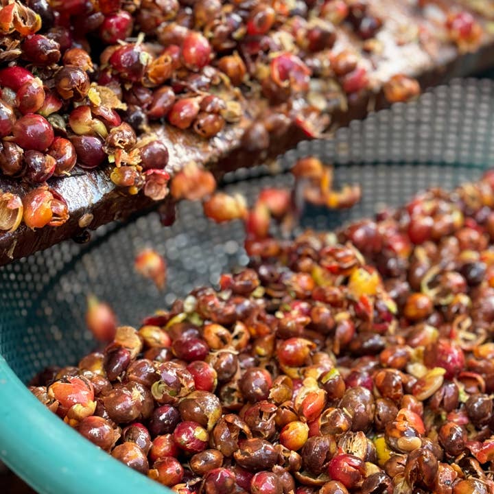 De la Sierra Café - Wholesale Coffee Beans - Caturra Washed - Peru2