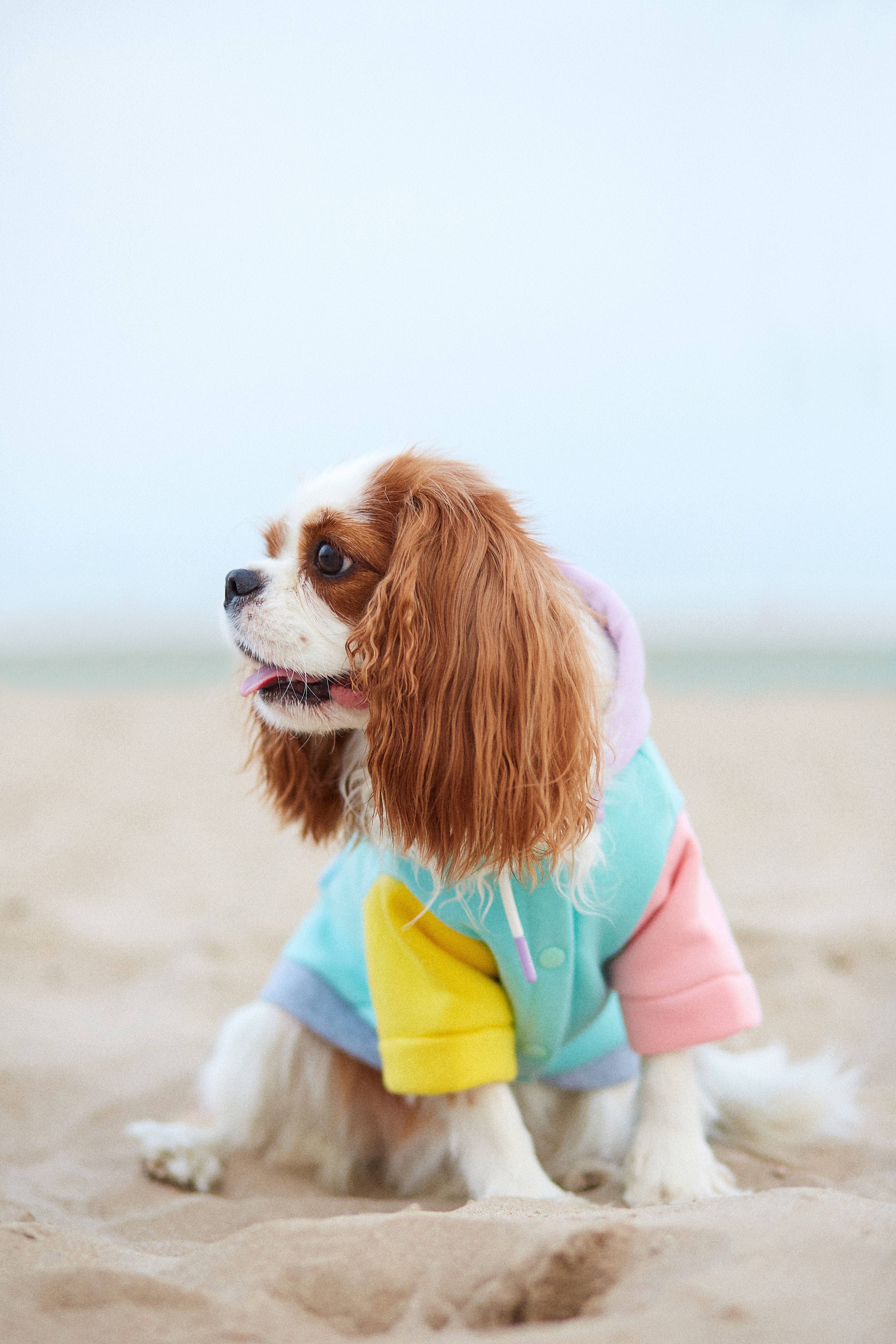 ARISTOPET - Wholesale Pet Hoodie - Dog - AUGUSTO AQUA HOODIE SWEATSHIRT13