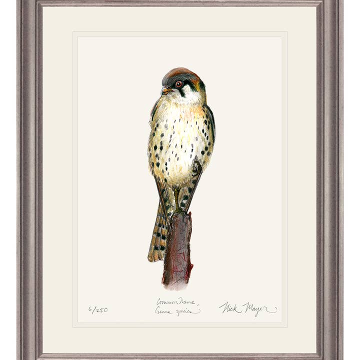 Nick Mayer Art – wholesale Konsttryck – Amerikansk tornfalk Begränsad Upplaga Begränsad Upplaga Tryck5