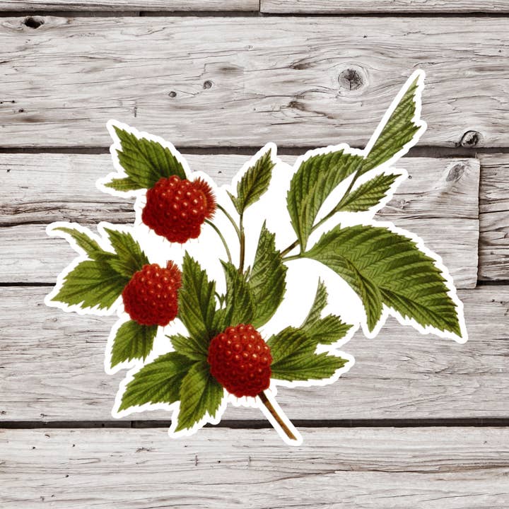 Adesivo de Framboesa, Adesivo de Frutas, Adesivo de Frutas por atacado de NatureCuts