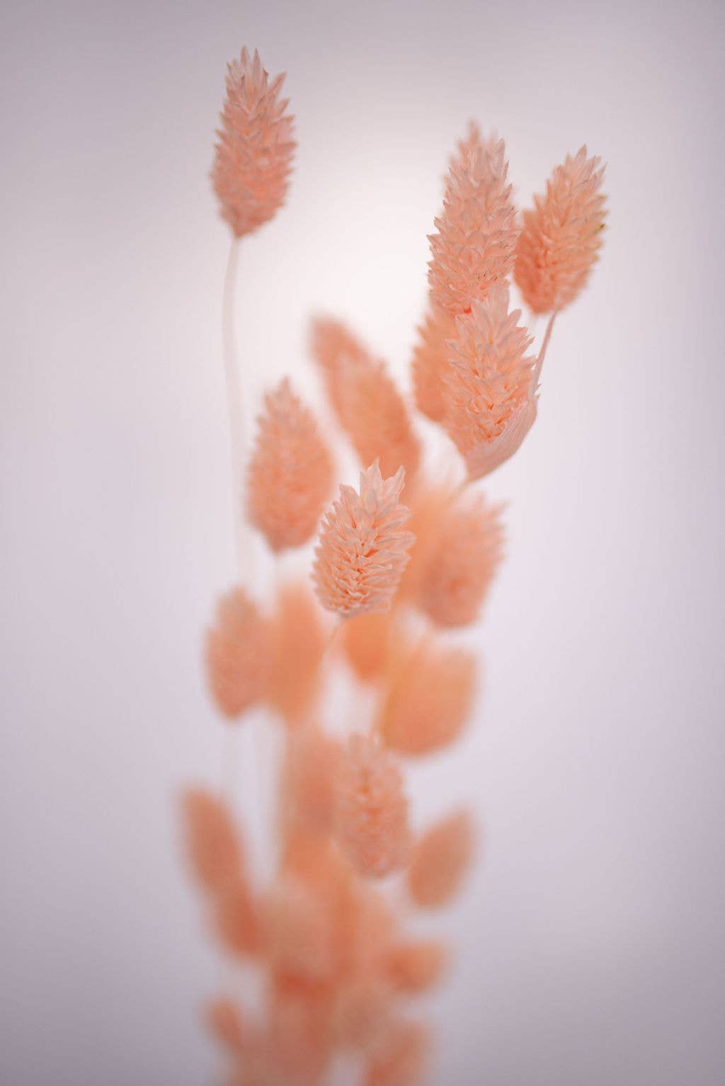 You Floral - Vente Fleur séchée/pressée - Phalaris - Rose1