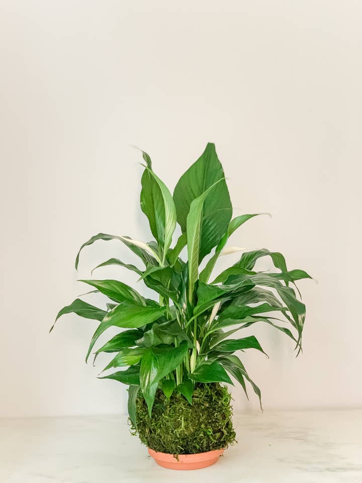 Spathiphyllium Peace Lily Kokedama (House Plant Wrapped in Moss) for wholesale by White Stable Farms
