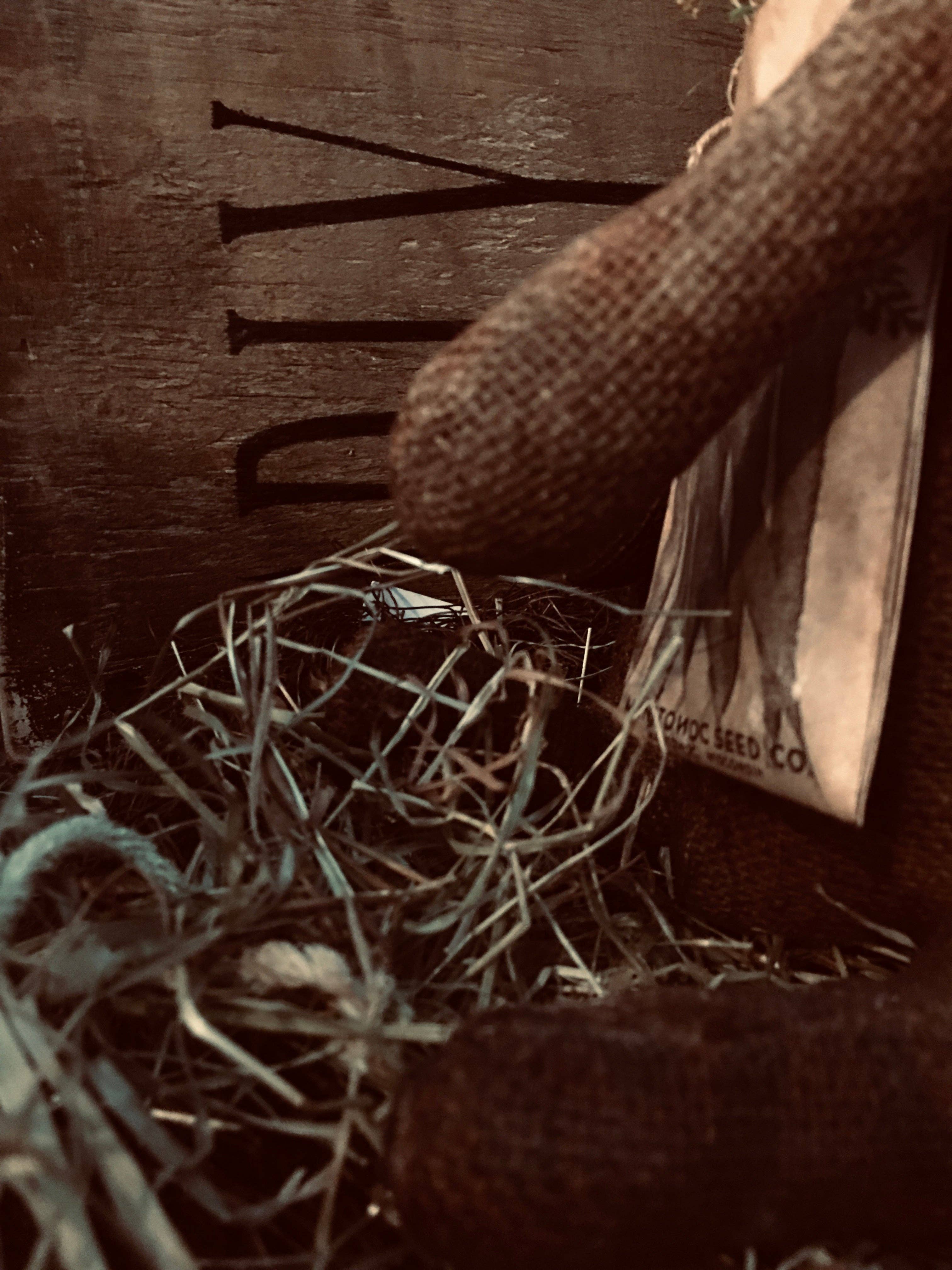 The Cranberry Cornstalk Co. - Wholesale Decorative tabletop object - Orchard  Grass2