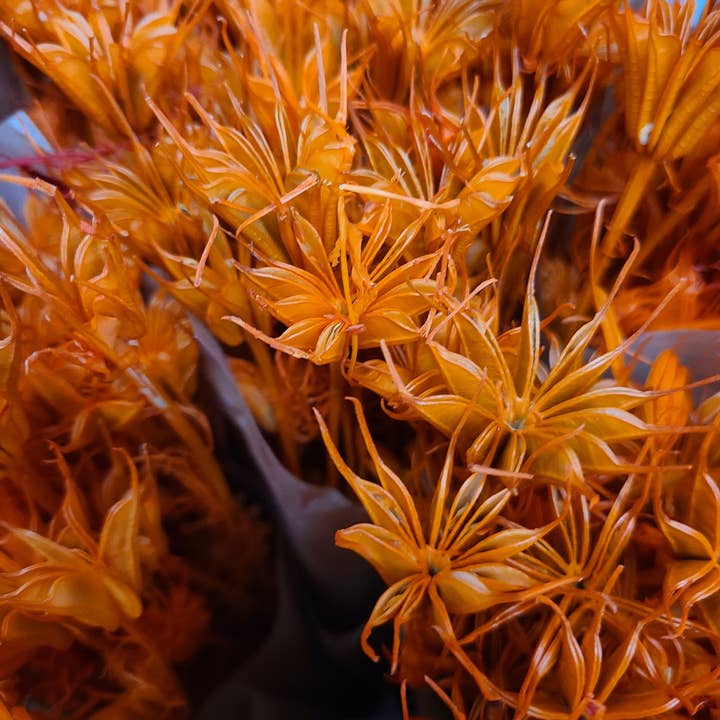 Dried Nigella Flowers From Italy for wholesale by 1947 / Berkeley Florist Supply
