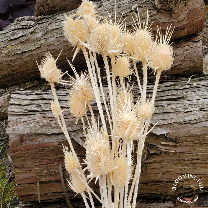 BLOOMINGFUL.COM - Wholesale Dried/Pressed Flowers - Preserved Thistle Teasel Flowers - Champagne Cream (007)