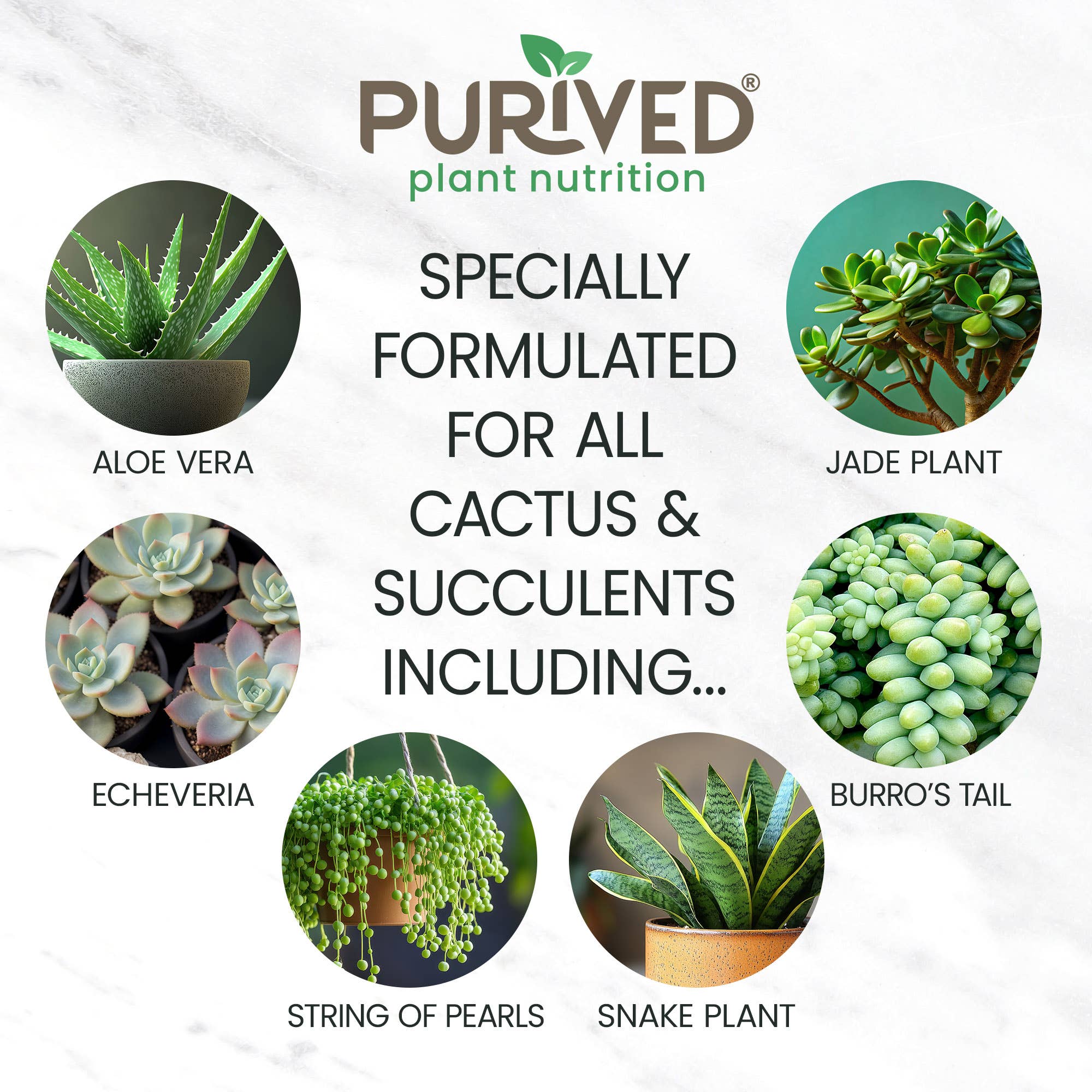 Purived - Wholesale Fertilizer - Purived Succulent & Cactus Food – 16fl oz Fertilizer4