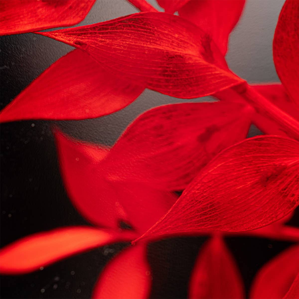 Theophile Berthon - Wholesale Live Plant - Red Ruscus Herbarium submerged plant7