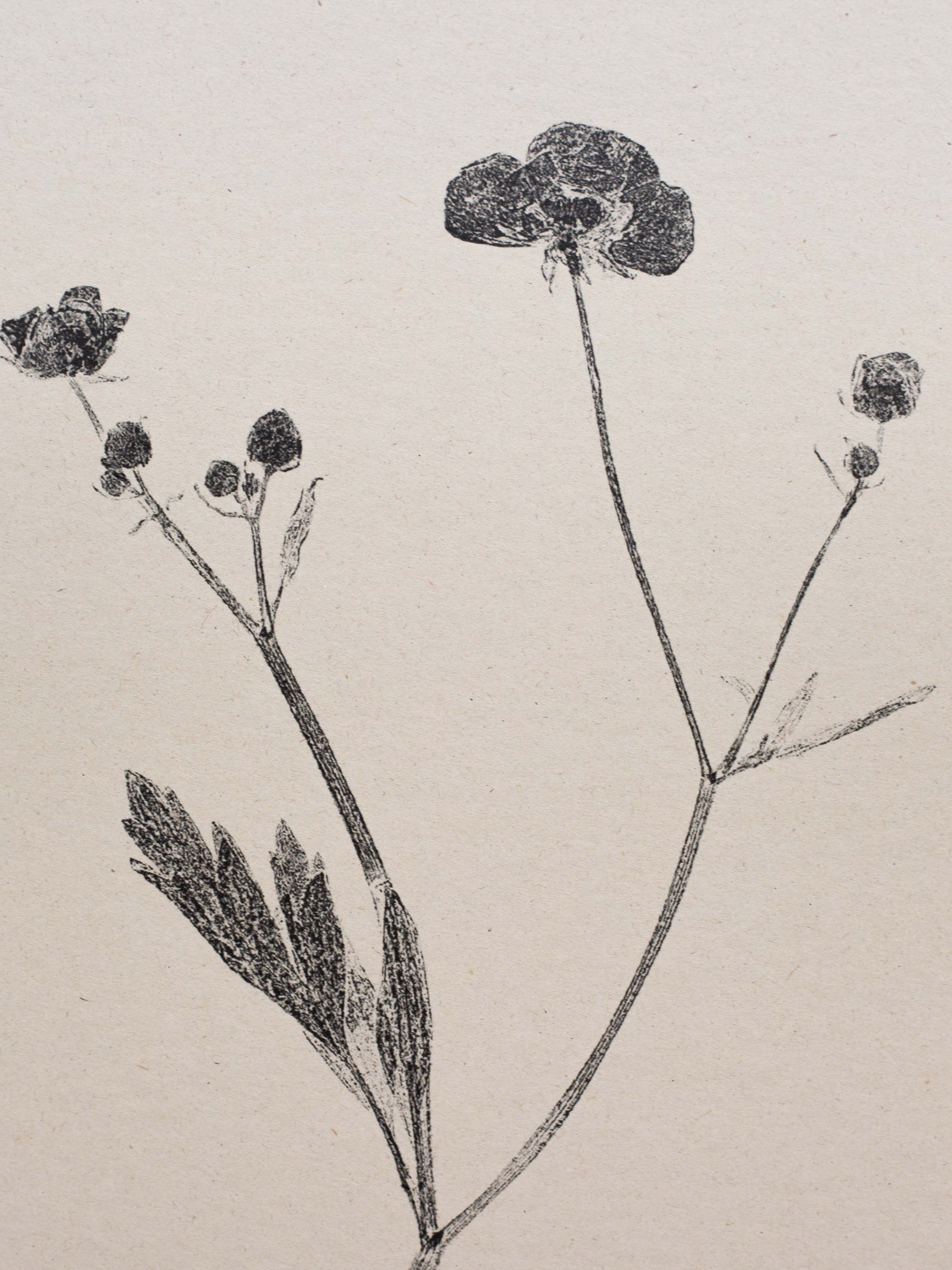 Alicia Breakspear - Wholesale Art Print - Botanical Art Print A5 A4 A3 Meadow Buttercup Flower 6