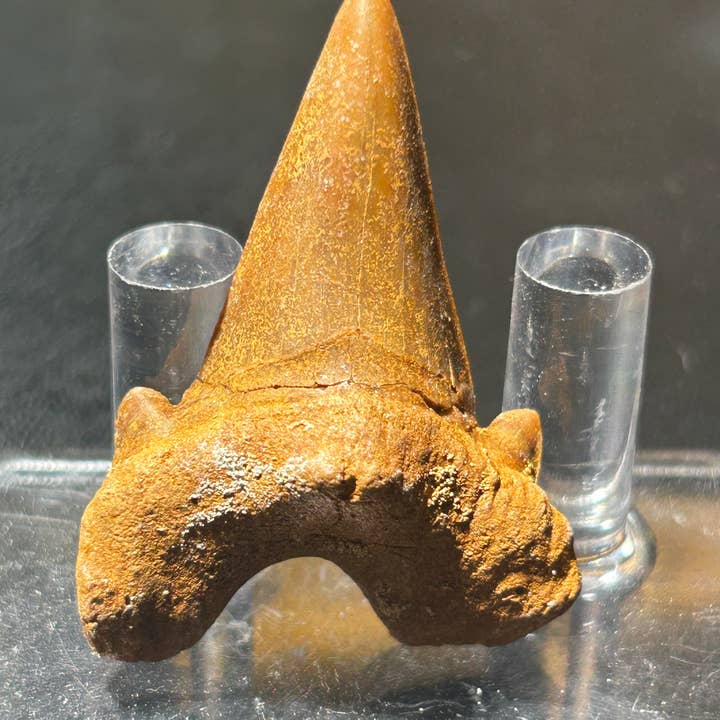 Metaphysical & Healing Crystals - Wholesale Spiritual Stone/Crystal - SHARK TEETH10