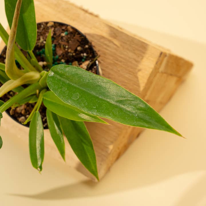 BWH Plant Co - Wholesale Live Plant - 4" Philodendron 'Jungle Boogie'