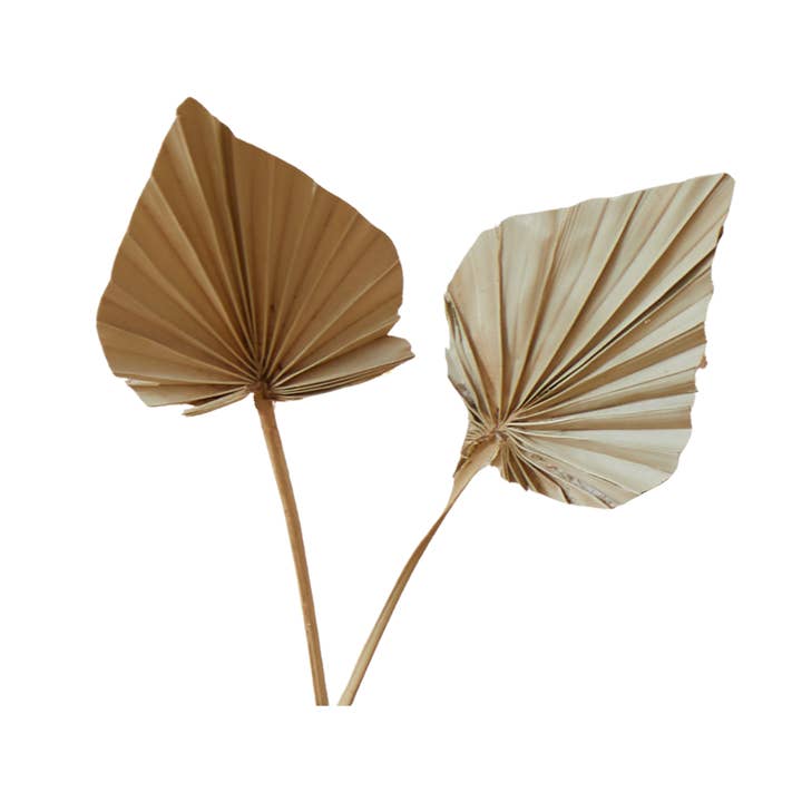 Plantita & Co. – wholesale Dried/pressed flowers – Natural Spear Palms Dried/Pressed Flowers