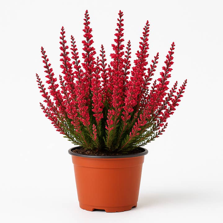 Oasis of Life - Wholesale Live plant - Heather (Calluna vulgaris) – red flowering heather – hardy & evergreen perennial for beds, containers & rock gardens – easy to care for, bee-friendly & robust