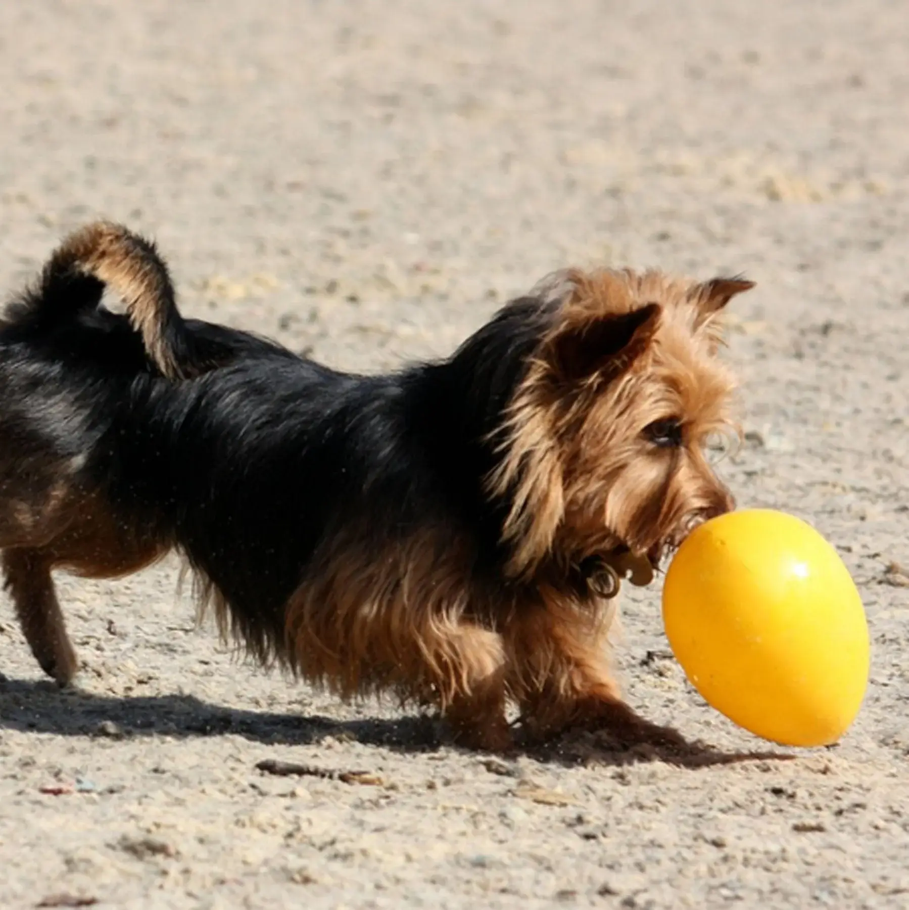 Rover Pet Products - Wholesale Pet plush toy – Dog - Jolly Egg3
