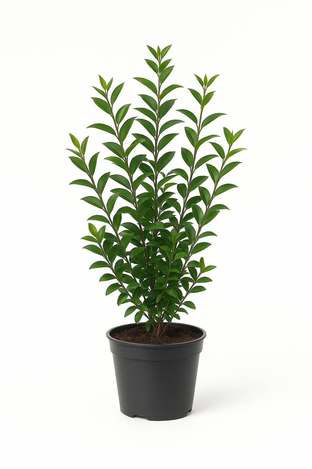 Oasis of Life - Wholesale Live Plant - Privet – Robust hedge plant – Hardy & pruning-tolerant – Blooms May to June – For sun to shade – Easy to care for & dense growing