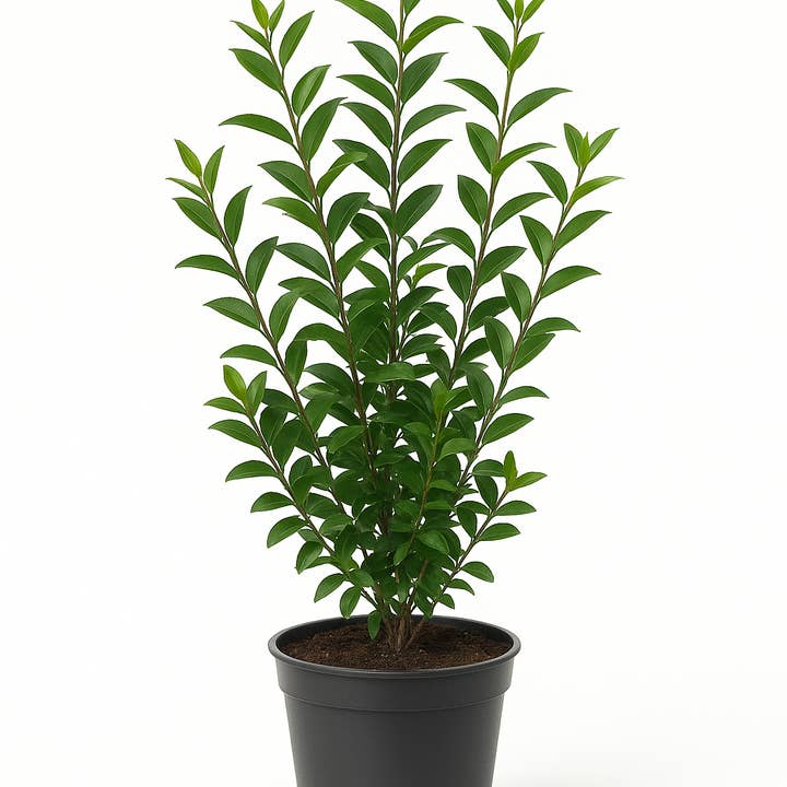 Oasis of Life - Wholesale Live Plant - Privet – Robust hedge plant – Hardy & pruning-tolerant – Blooms May to June – For sun to shade – Easy to care for & dense growing0