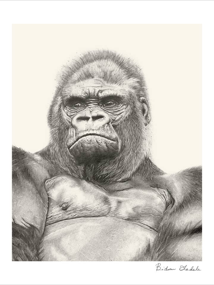 Fine Art Print - Gorilla "That cold Stare" for wholesale by Bidemio Studio