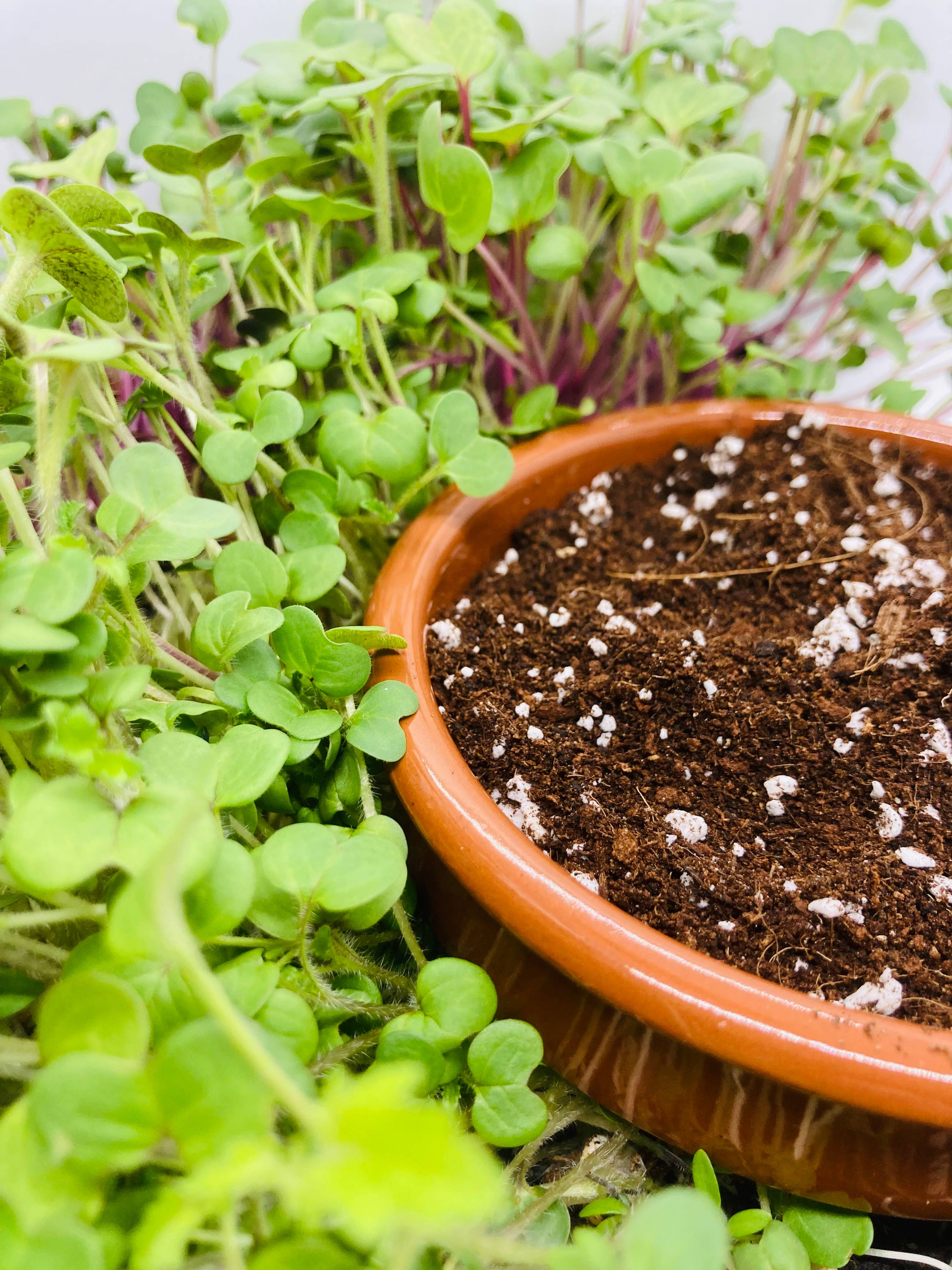 Grow-Win - Wholesale Planting/Potting Soil - Soil for microgreens and herb seedlings 4L2