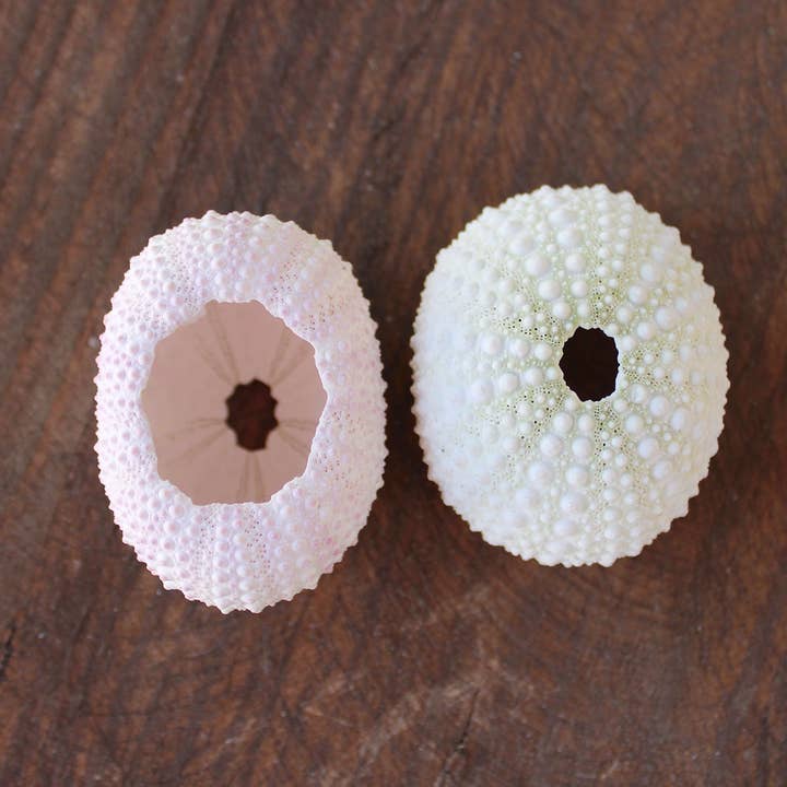 California Seashell Company - Wholesale Decorative Tabletop Object - Pink / White Sea Urchin - 1-2" 2