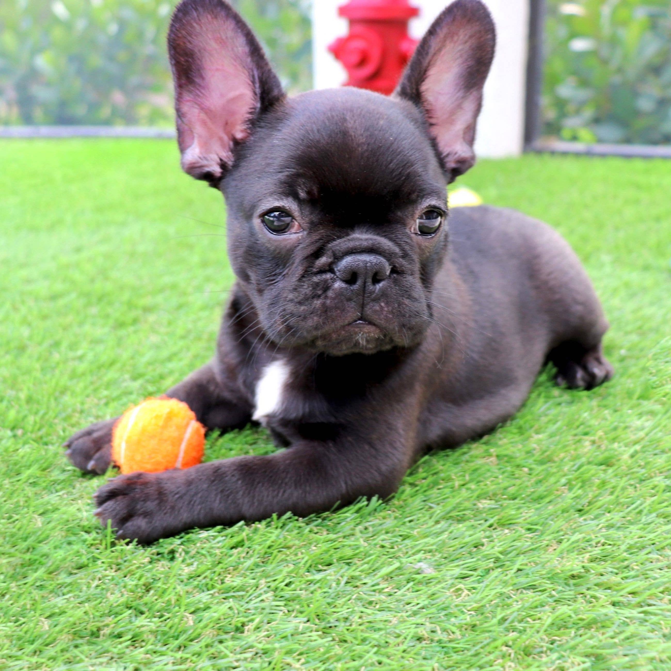 Midlee Designs - Wholesale Pet Fetch Ball - Dog - Midlee Mini 1.5" Dog Tennis Balls w/ Squeaker - Solid Colors6