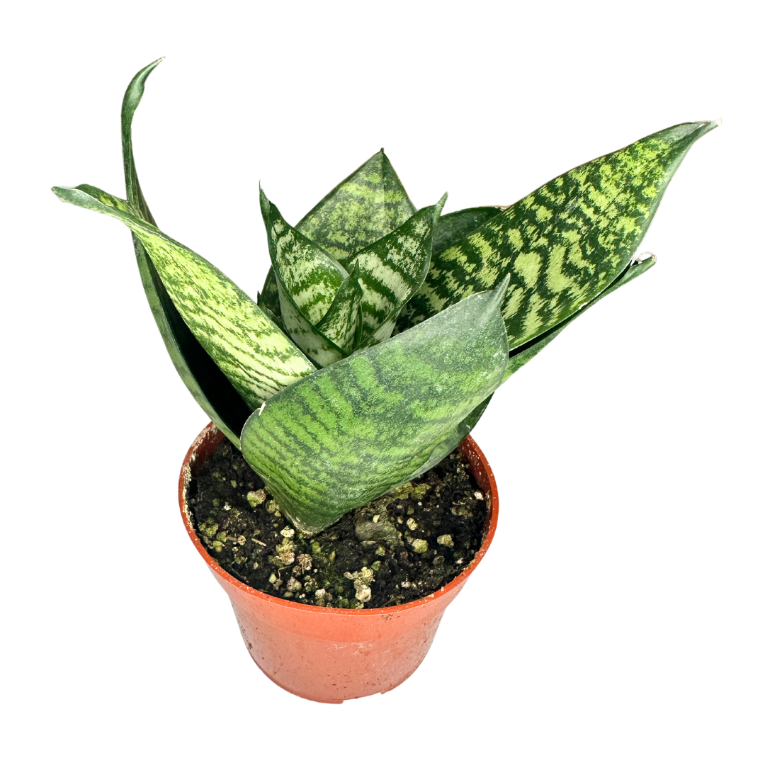 Flow State - Wholesale Live Plant - 4" Sansevieria Star Power Assorted (Sansevieria trifasciata)5