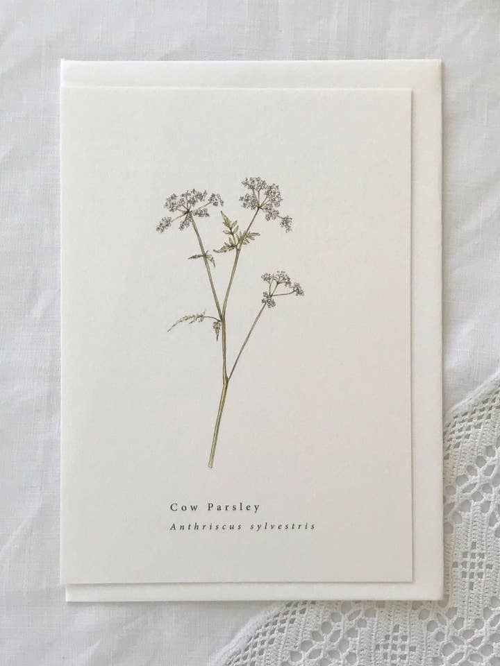 Cow Parsley Botanical Illustration Summer Card for wholesale by Annie Brougham Paper Goods.