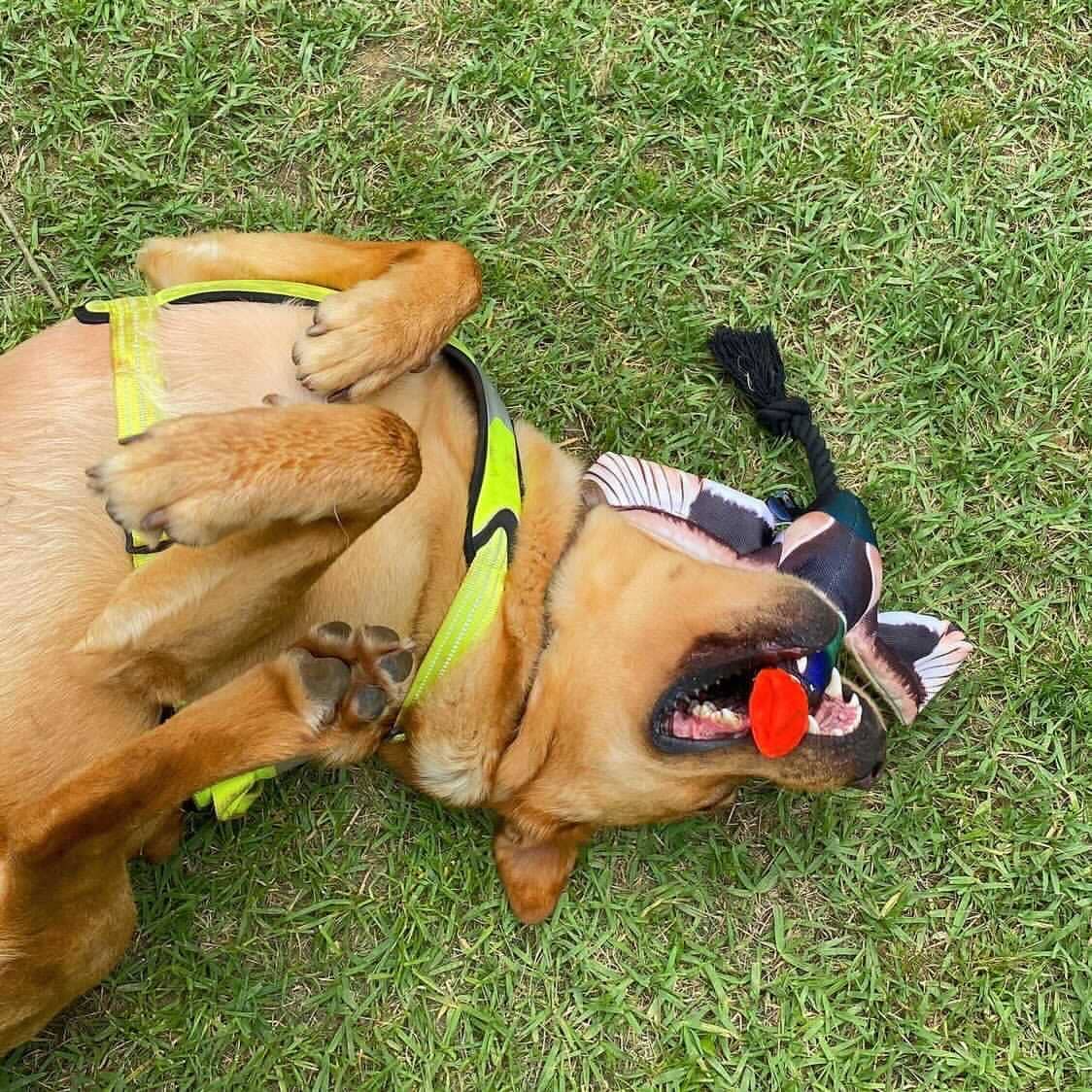 Spunky Pup - Wholesale Pet Toy - Dog - Fly & Fetch Launching Toys8