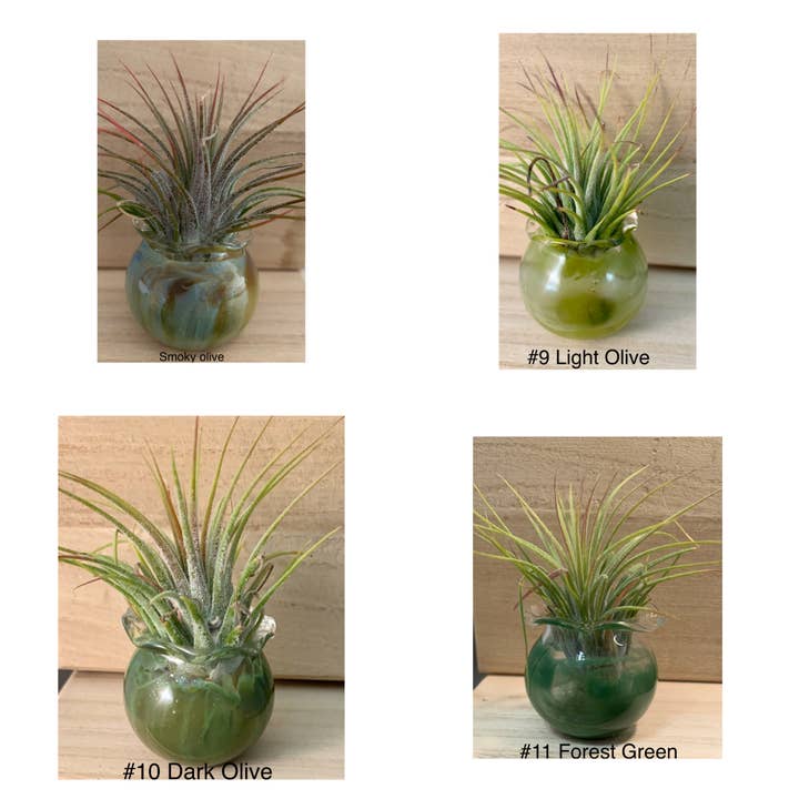 Terrapin Glass Gardens - Wholesale Hanging Planter -
Hand Blown Colorful Glass Vessels with Air Plant
