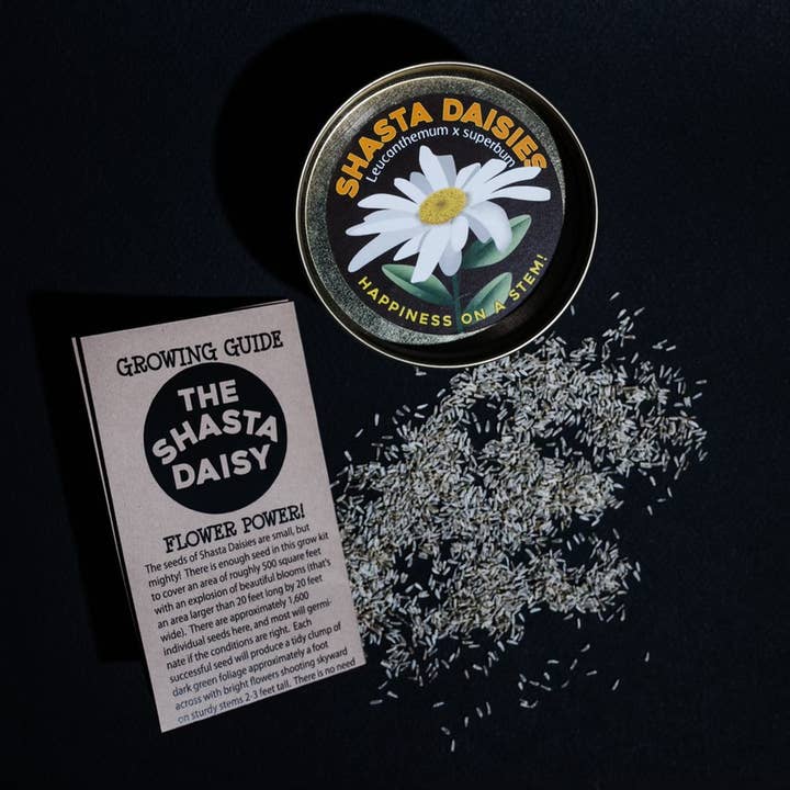 The Jonsteen Company - Wholesale Plant Seeds - Shasta Daisy | Flower Seed Grow Kit