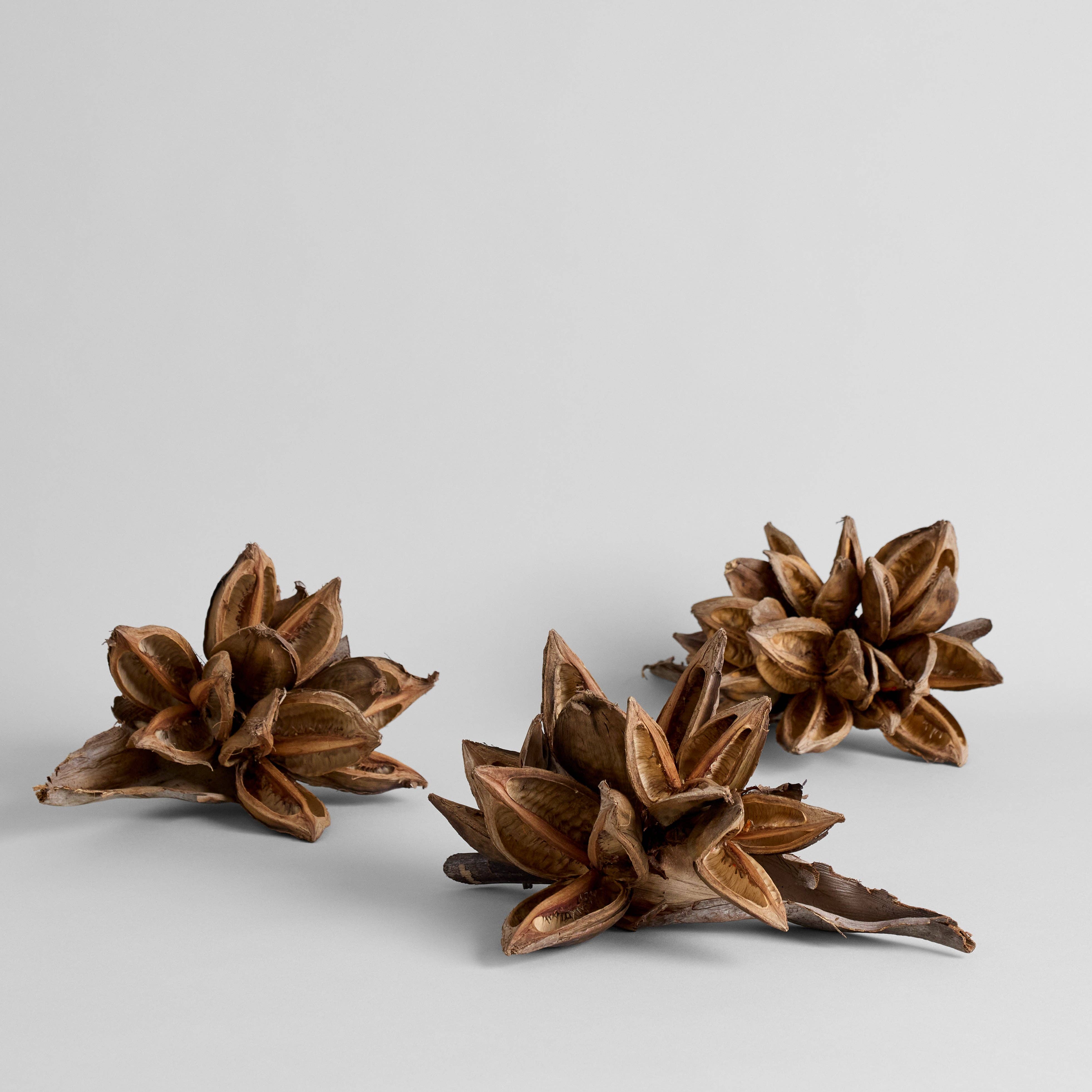 Bloomist - Wholesale Artificial Flowers - Dried Natural Star Pods3