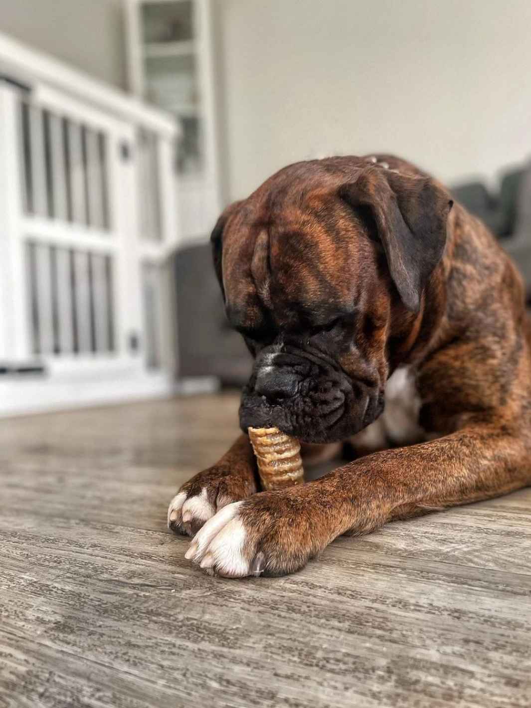 Truffe Délice - Vente Friandises – chien - Trachées de bœuf16