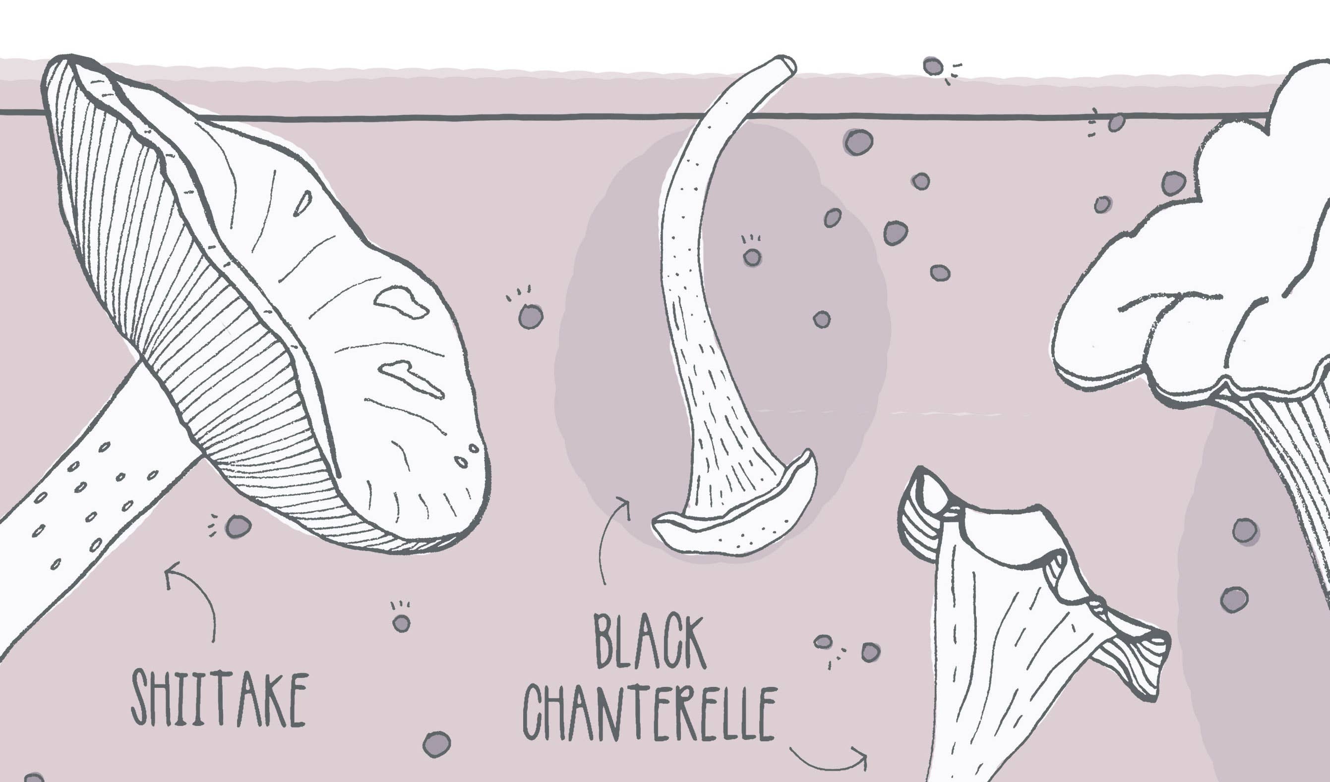 Pen+Pine - Wholesale Art Print - Wild Edible Mushrooms Print3