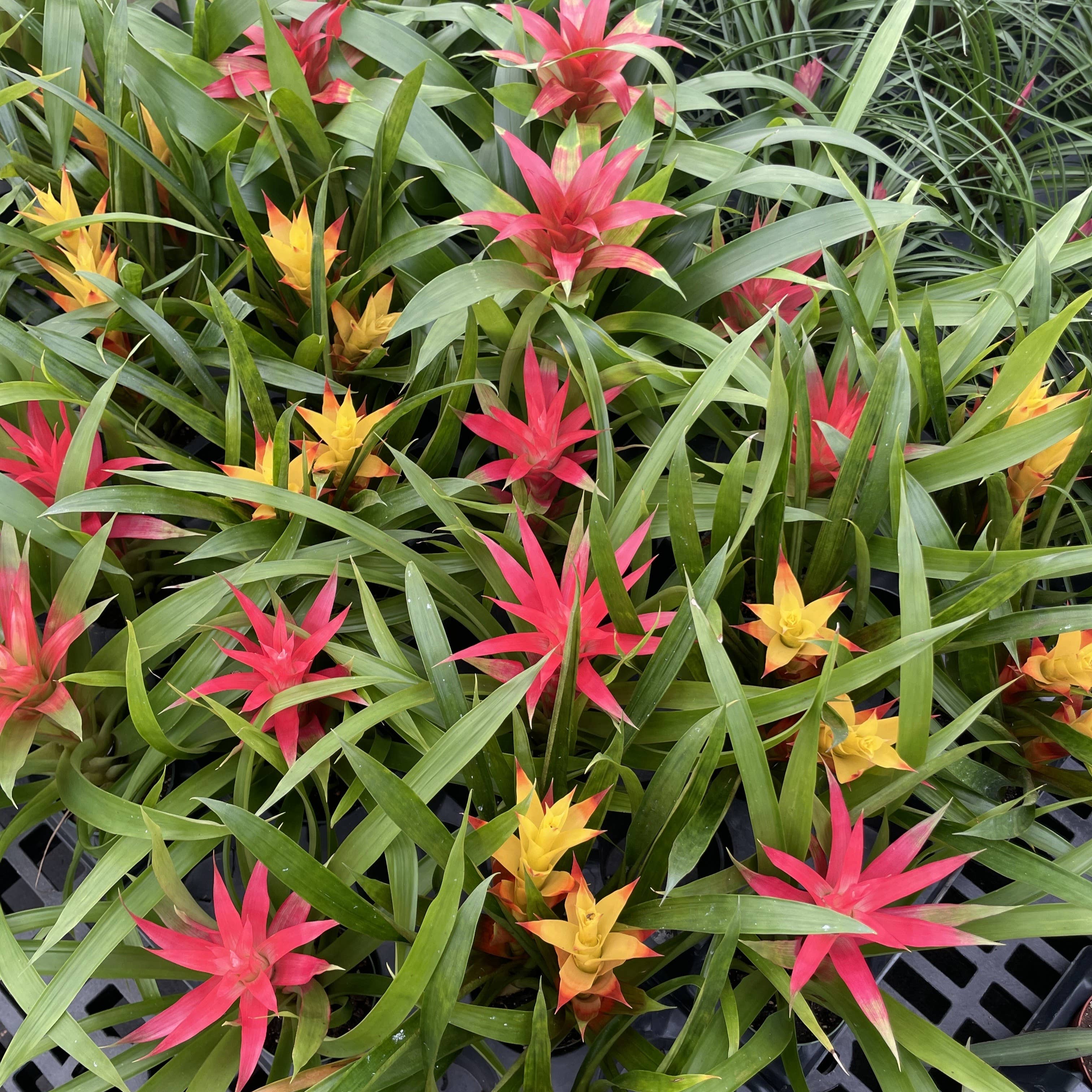 Thorsen's Greenhouse - Wholesale Live Plant - Bromeliad Guzmania- 4" Live Plant - Assorted6