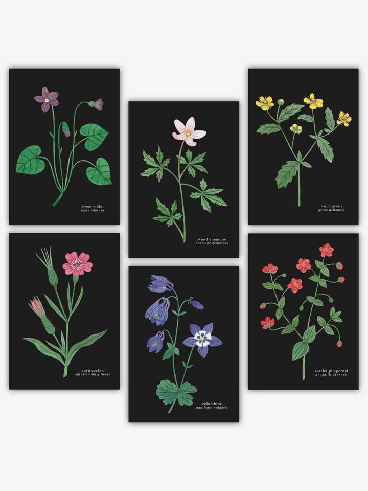 *New* Wildflowers Set of 6 Postcards for wholesale by Katrina Sophia