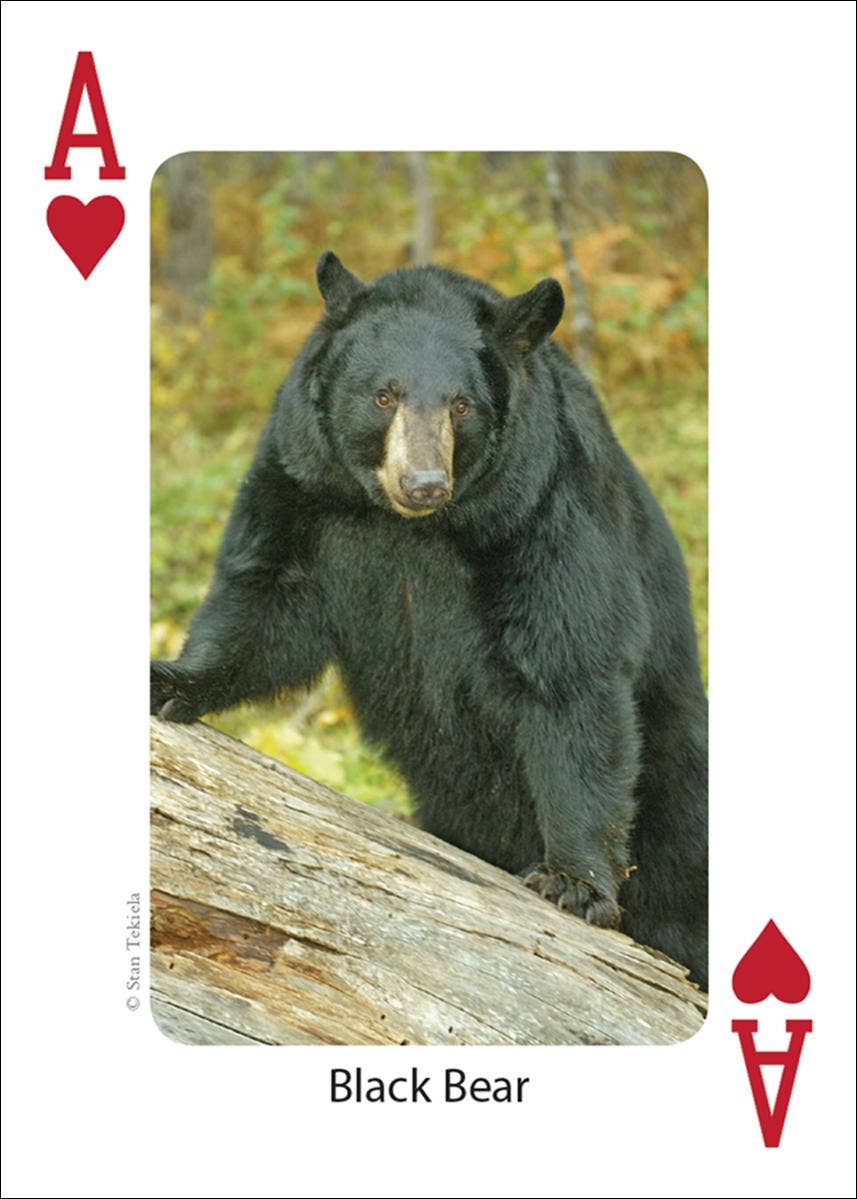 AdventureKEEN - Wholesale Playing Cards - Mammals of Northwest Playing Cards1