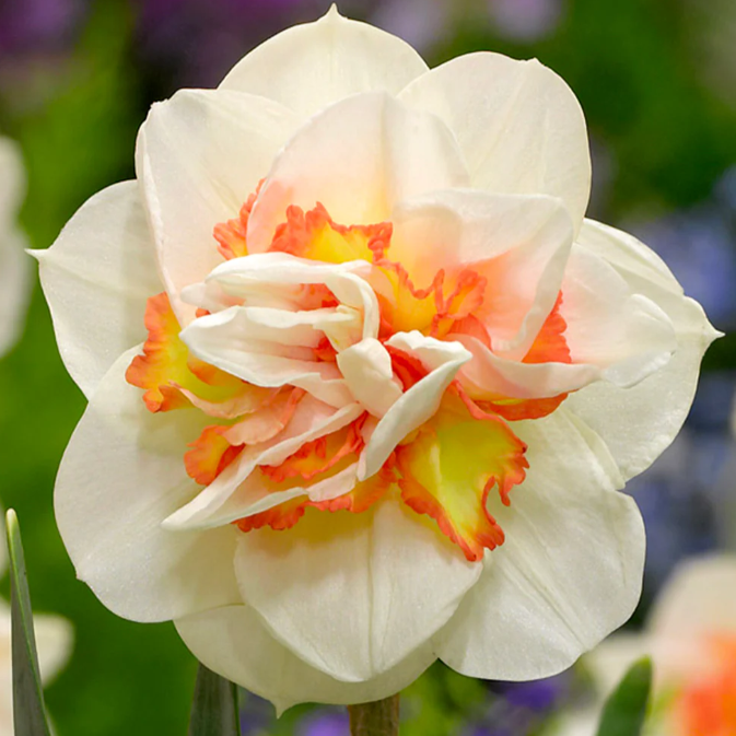 Thorsen's Greenhouse - Vente Plante - Bulbes de jonquille - Variétés uniques - Vivaces5