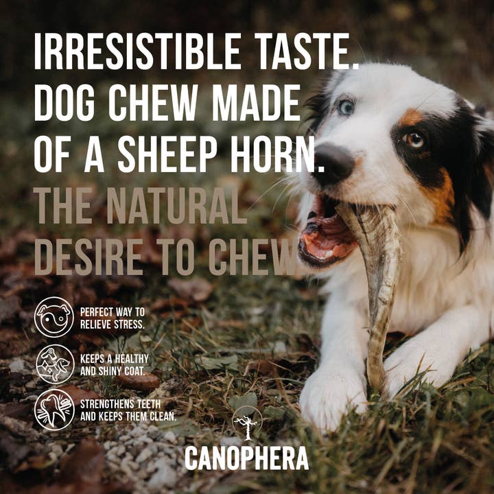 CANOPHERA LLC - Wholesale Pet Chew Toy - Dog - Dog Chew Made of Sheep Horn