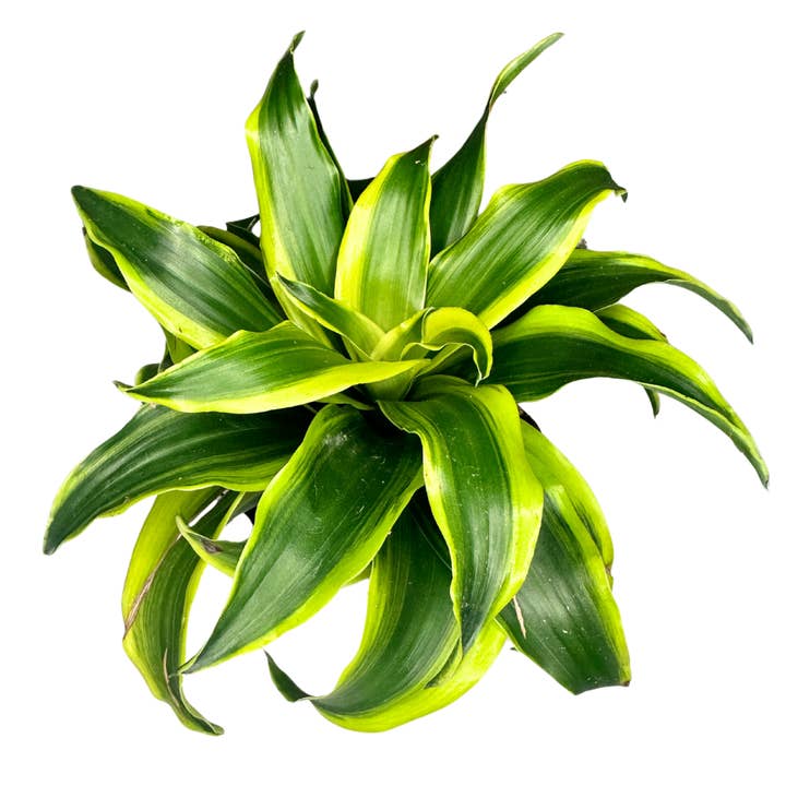 4" Dracaena Fragrans (Tornado Dragon) – Wholesale Live Plant for wholesale by Flow State