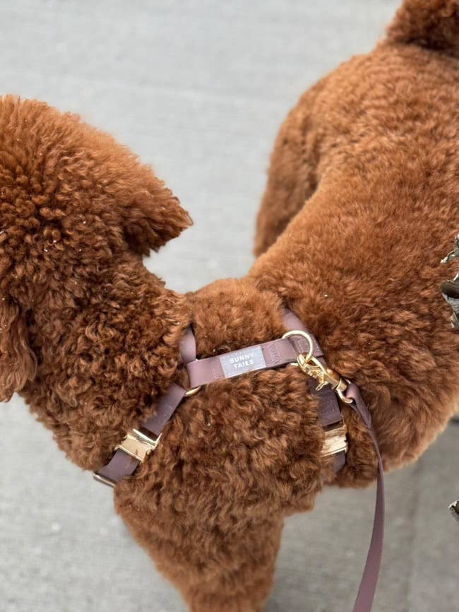 SUNNY TAILS - Vente Harnais – chien - Harnais pour chien Espresso Brown Cloud Lite4