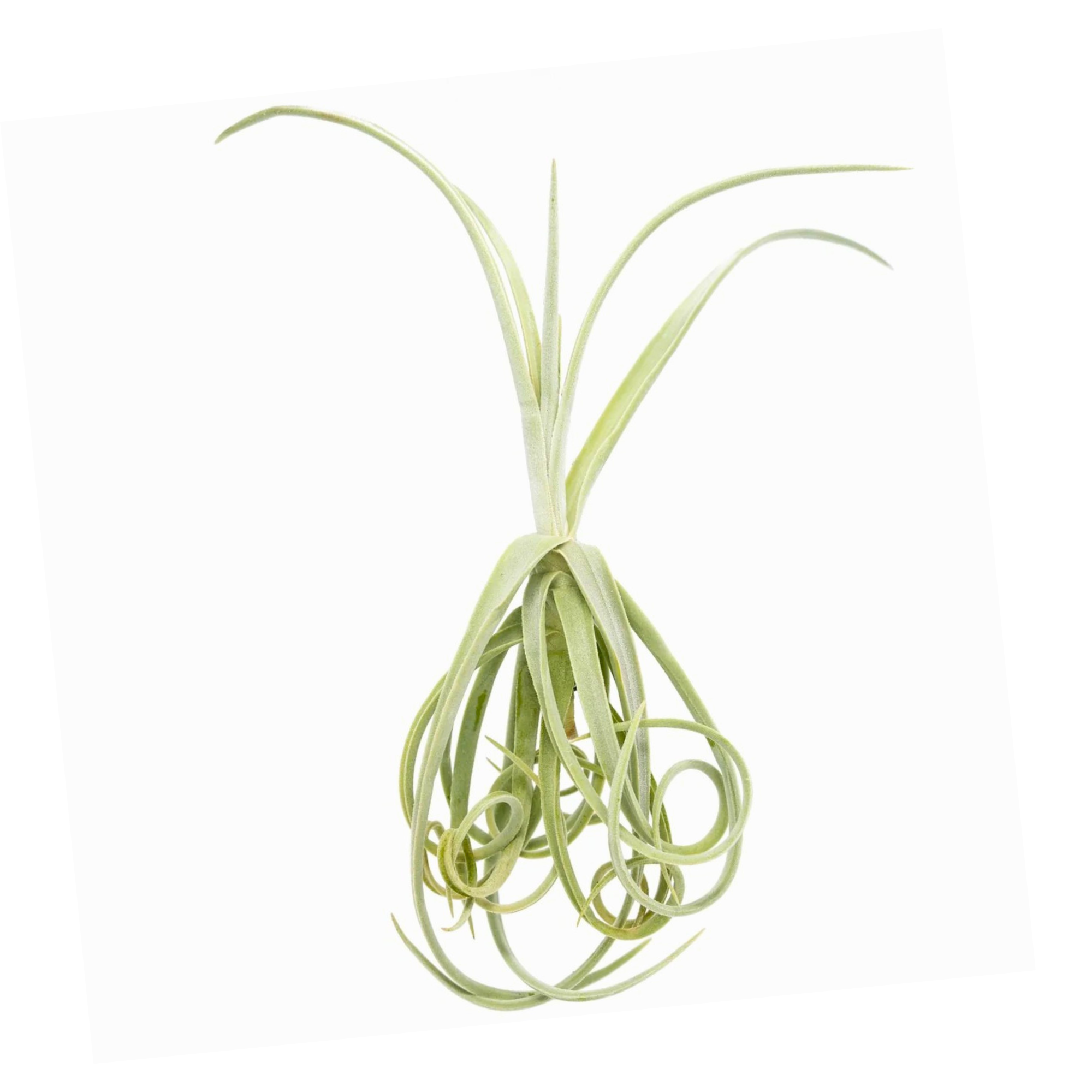 Cute Farms - Wholesale Live Plant - Tillandsia Duratii Air Plant0