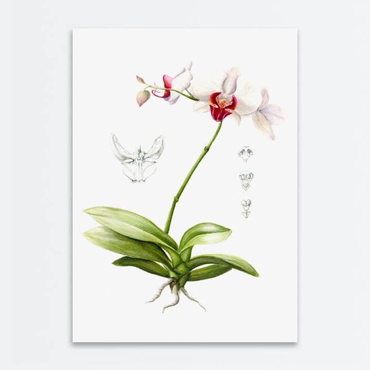 Orchidee print voor wholesale door Amanda Surveski Wildlife Art