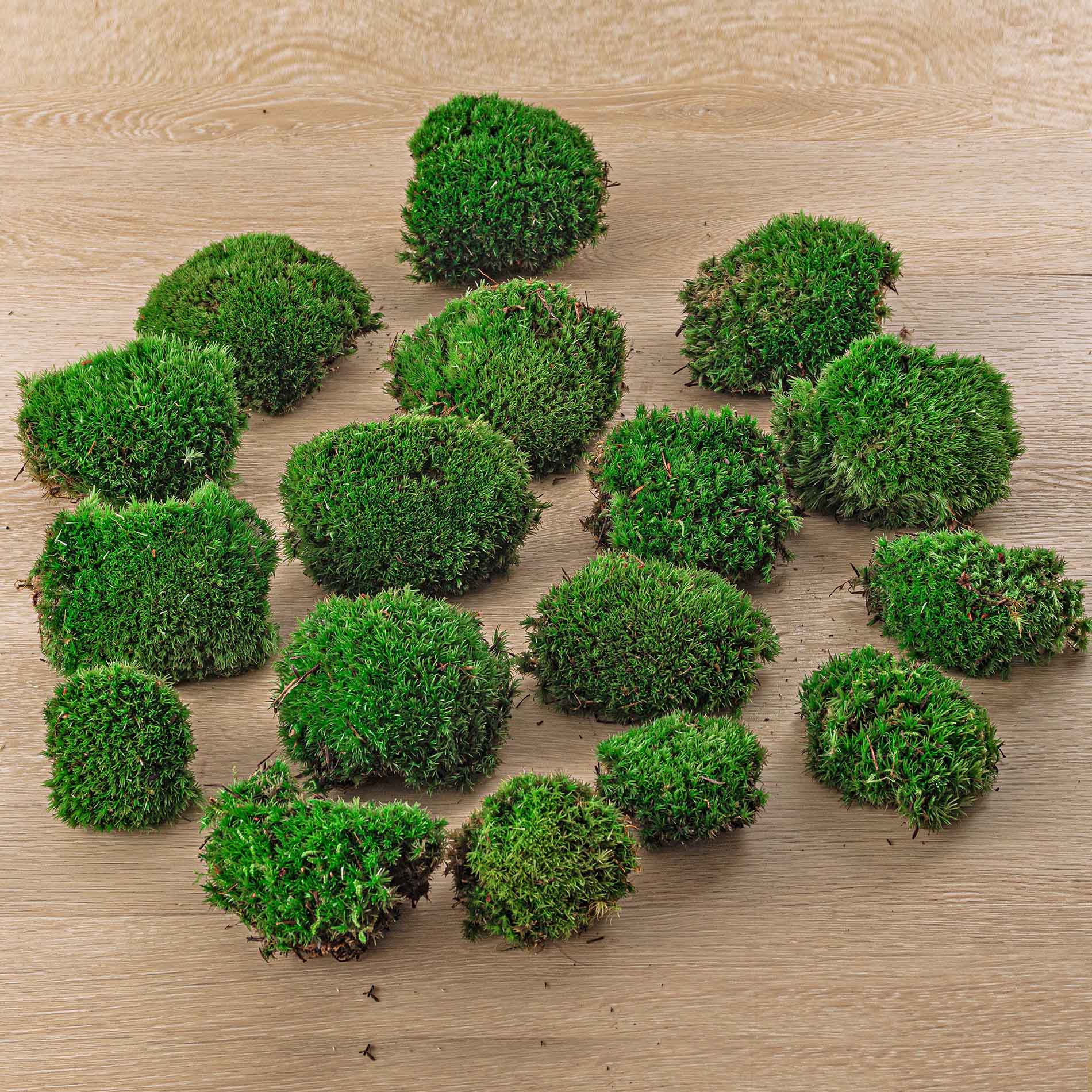 Trendhero.nl/b2b - Wholesale Live Plant - Live Cushion Moss - Premium Fresh Moss - Bun Moss - Pillow Moss - Leucobryum glaucum5