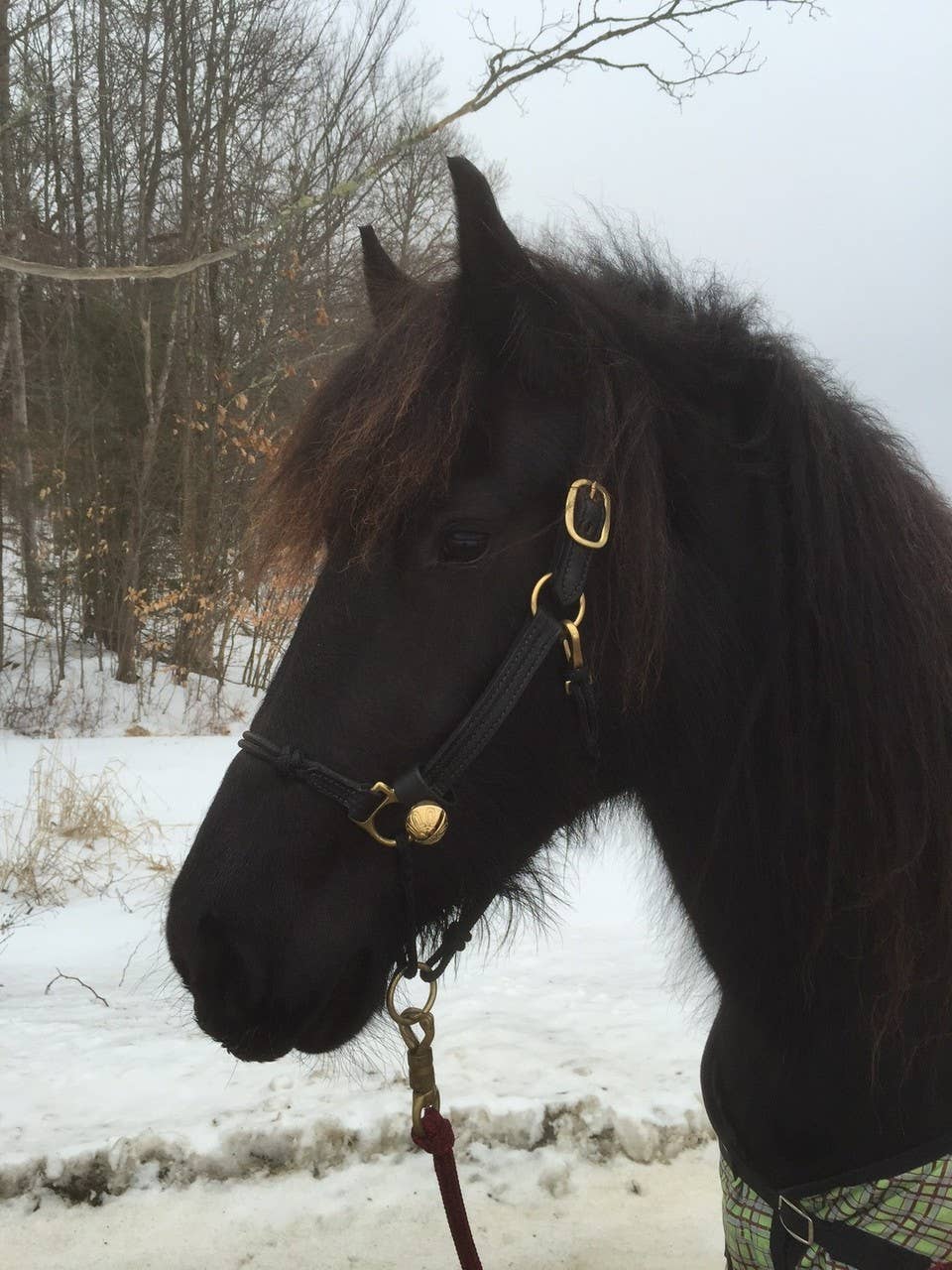 New England Bells - Wholesale Pet Collar - Dog - Dog Collar Bells - #2 Bell3