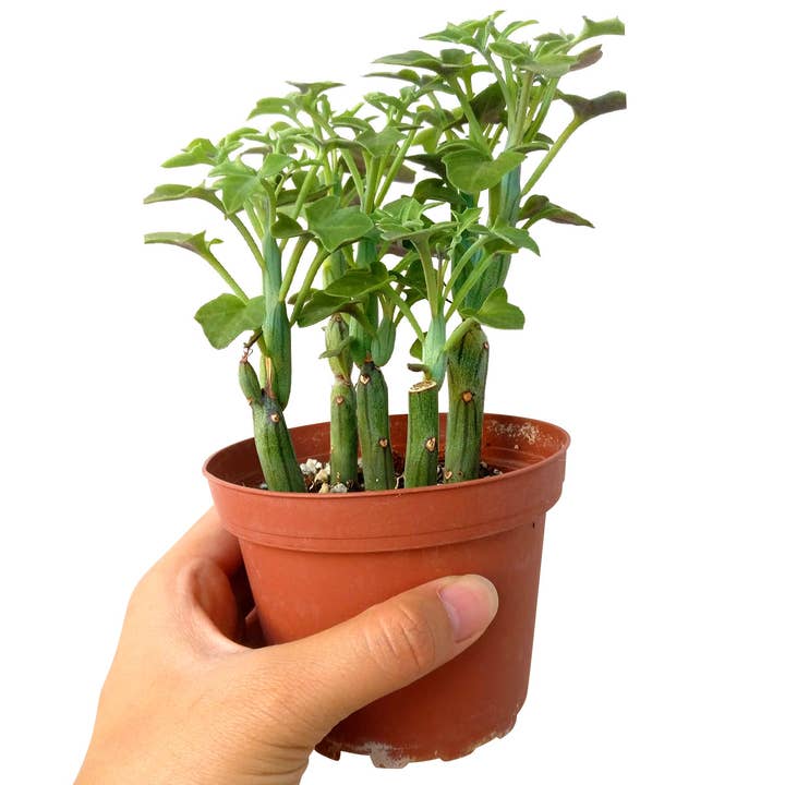 Best Plant Friend - Wholesale Succulent - Senecio Articulatus Candle Plant - 2in/4in Unique Succulent1