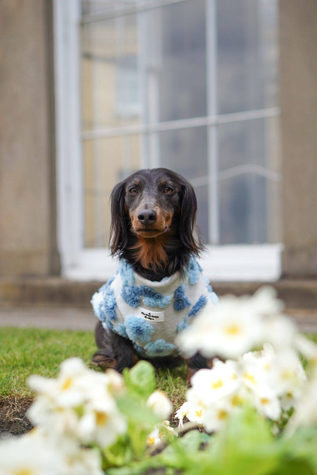 The Paw Print Boutique - Wholesale Pet jumper – Dog - The Bluebell Blue Floral Fleece21